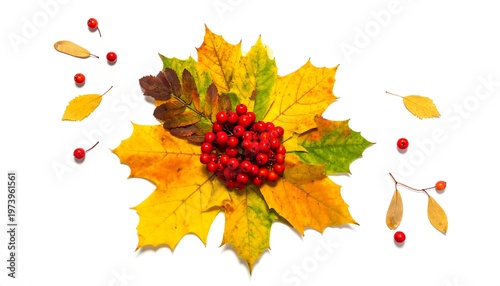 A vibrant arrangement of autumn leaves and berries on white