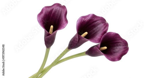Three Deep Purple Calla Lily Flowers Isolated on White Background