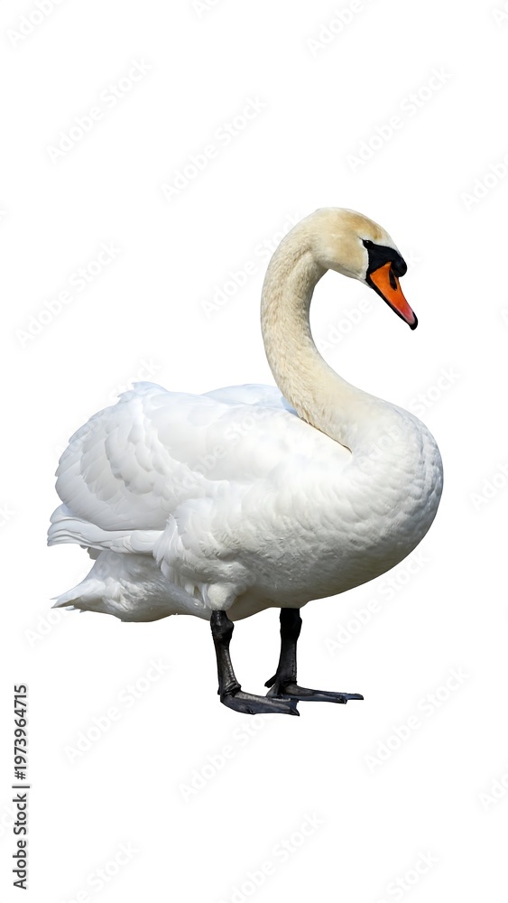 Obraz premium A white swan standing on a plain surface