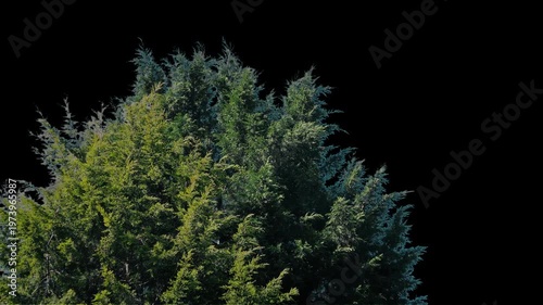 Isolated Bushy Pine Tree In Breeze Pre-Keyed With Alpha Channel