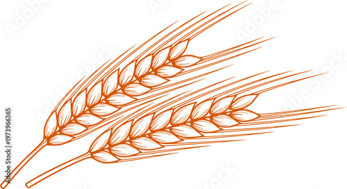 two ripe ears of wheat