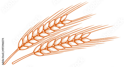 two ripe ears of wheat