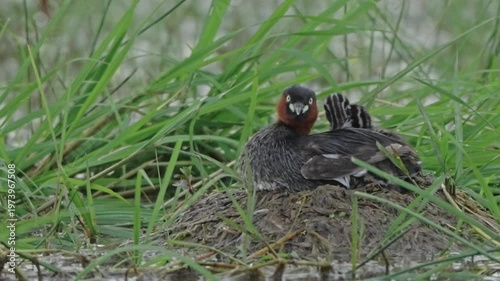 great crested grebe