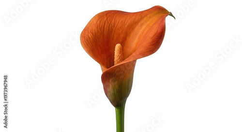 Vibrant Orange Calla Lily Flower Isolated on White Background