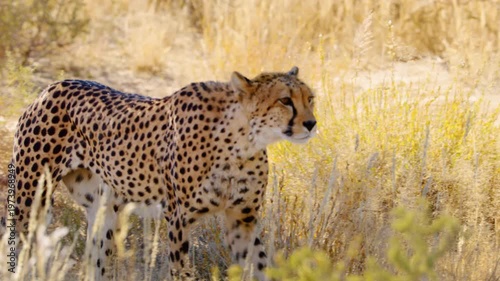 Close up of a South African Cheetah Leopard