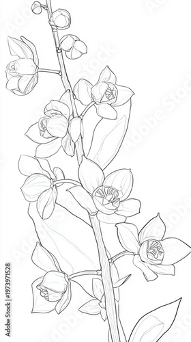 Detailed Line Drawing Orchid Flowers On Stem For Botanical Illustrations