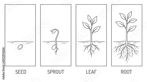 Biology Nature Education: Plant Growth Stages, Seedling Development - Black White Line Art
