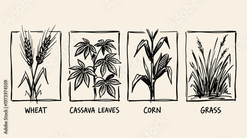 Agriculture Food Crops Black White Line Art: Wheat, Cassava, Corn, Grass Hand-drawn Illustration