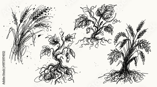 Hand-Drawn Agriculture Crops Sketch Collection. Black  White Farming Grains, Legumes  Vegetables Line Art