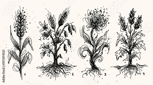 Botanical Agriculture Plants Hand-drawn Line Art Sketch: Wheat  Crop Illustrations