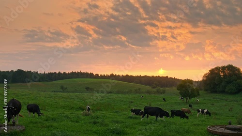 rural sunset footage of green fields with healthy cows grazing on green grass. 