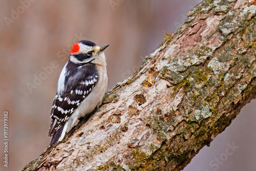 Slika na platnu Male Downy Woodpecker, Dryobates pubescens