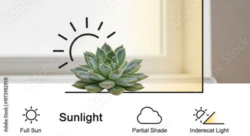 Succulent plant placed in front of a window with light level icons for full sun partial shade and indirect light for educational gardening guide