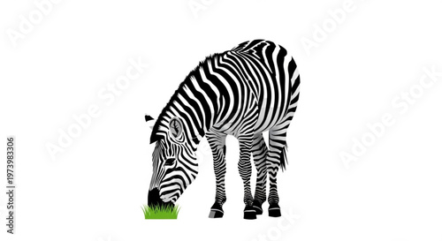 Minimalist vector illustration of zebra grazing on green grass isolated on white background for wildlife and safari design projects
