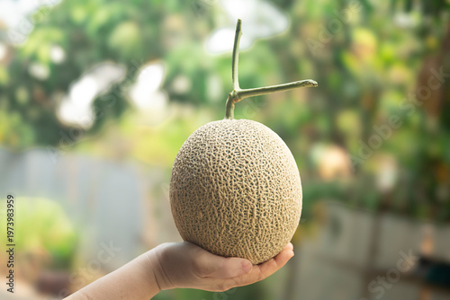 Cantaloupe melons in hand on blurred background.