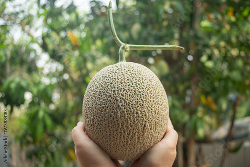 Cantaloupe melons in hand on blurred background.