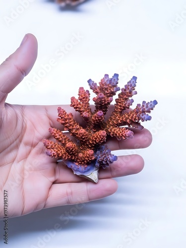 Exotic coral held gently in a hand against a stark white background