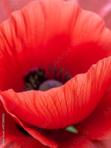Vibrant scarlet poppy closeup evoking feelings of warmth and tranquility