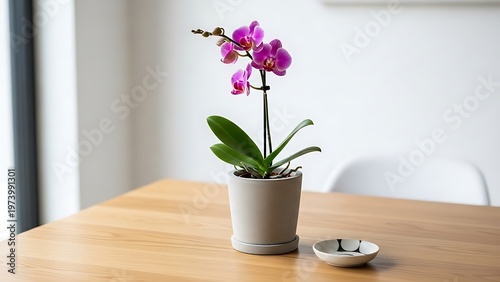 Elegant phalaenopsis orchid in a minimalist setting on a wooden table