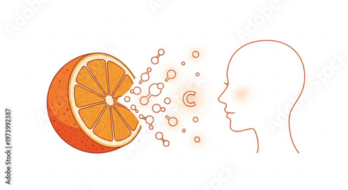 Human profile silhouette absorbing vitamin C molecules from a sliced orange representing health and nutritional benefits in a clean medical line art illustration