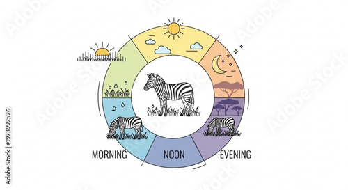 Infographic circle diagram showing zebra life cycle and behavior patterns during morning noon and evening in african savanna vector illustration