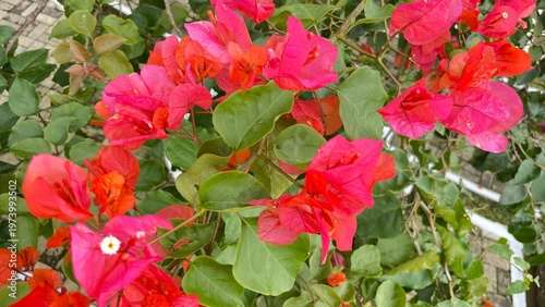 Vibrant pink flowers bloom on lush green plants in a sunny outdoor garden scene with natural surroundings.