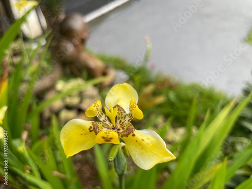 A close-up shot of a vibrant yellow flower in a lush green garden outdoors
