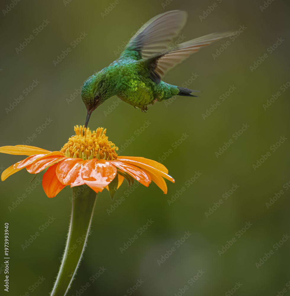 Naklejka premium Green hummingbird feeding on vibrant orange flower with water droplets, close-up wildlife photography