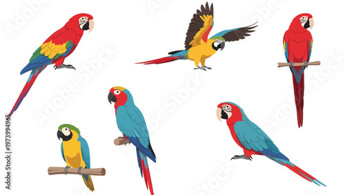 Colorful Tropical Macaws and Parrots Vector Illustration Set