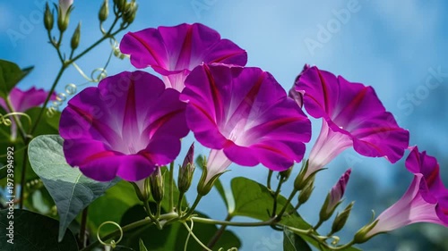 Close-up of vibrant morning glories in full bloom against a clear blue sky