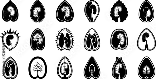 Abstract botanical seed cross section silhouettes set with embryonic plant development stages and organic biological shapes for scientific education and decorative nature design