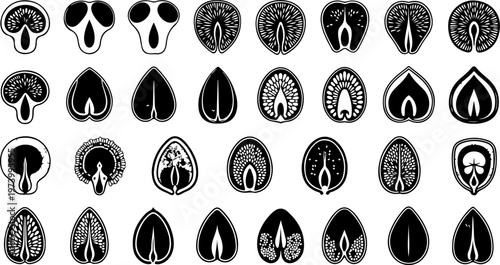 Abstract minimalist vector collection of organic seed pod silhouettes biological cell structures and natural plant embryos isolated .