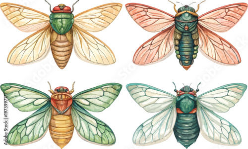 Photography set of Watercolor Cicada, Summer Singing Insect Art, vector illustration isolate