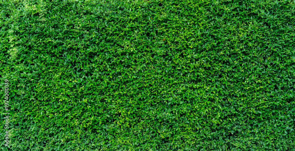 Fototapeta premium Small green leaves in hedge wall texture background. Closeup green hedge plant in garden. Eco evergreen hedge wall. Natural backdrop. Beauty in nature. Green leaves with natural pattern wallpaper.