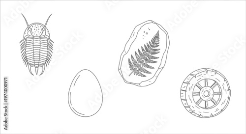 Trilobite fossils on white background.