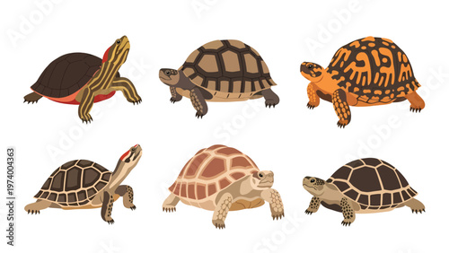 Diverse Cartoon Turtles and Tortoises Collection. Vector illustration of different reptile species with unique shells.