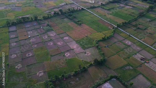 Aerial view of rice fields after harvest in the afternoon towards evening