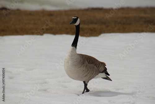 Wallpaper Mural Canadian goose in snow, William Hawrelak Park, Edmonton, Alberta Torontodigital.ca
