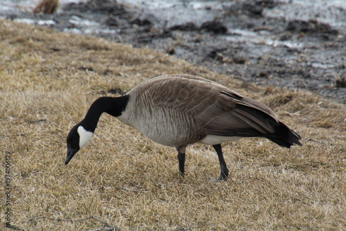 Wallpaper Mural Canada goose on the beach, William Hawrelak Park, Edmonton, Alberta Torontodigital.ca