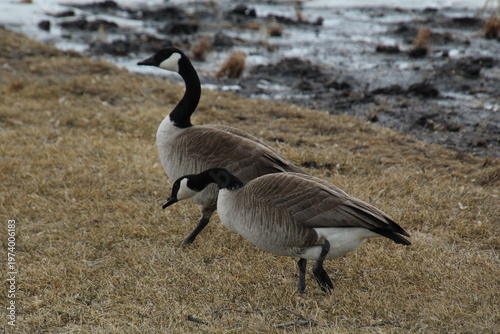 Wallpaper Mural Geese Grazing Torontodigital.ca