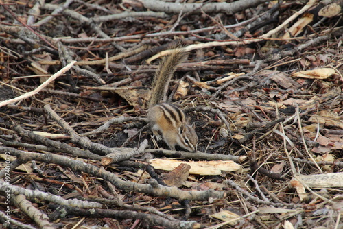 Wallpaper Mural Chipmunk On The Ground Torontodigital.ca