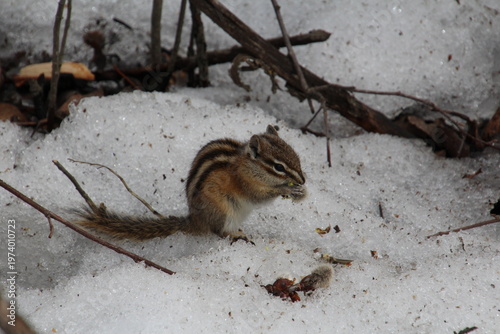 Wallpaper Mural Chipmunk In The Snow, William Hawrelak Park, Edmonton, Alberta Torontodigital.ca
