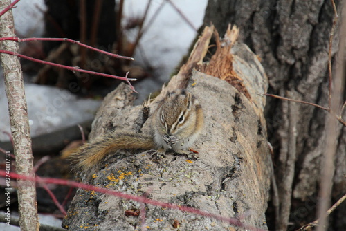 Wallpaper Mural Chipmunk On The Log, William Hawrelak Park, Edmonton, Alberta Torontodigital.ca