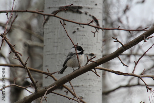 Wallpaper Mural Bid On A Branch, William Hawrelak Park, Edmonton, Alberta Torontodigital.ca