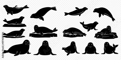 Set of various seal silhouettes in different poses, including swimming, lying on ice floes, and sitting, isolated on a transparent background.