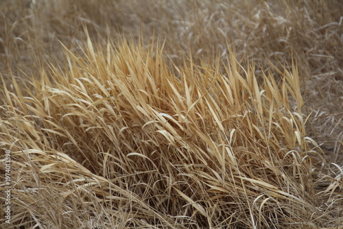 Wallpaper Mural dry grass in the wind Torontodigital.ca