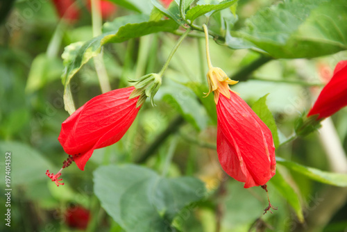 A high-quality botanical photograph featuring the unique bright red flowers of the Turk's Cap Mallow, scientifically known as Malvaviscus arboreus
