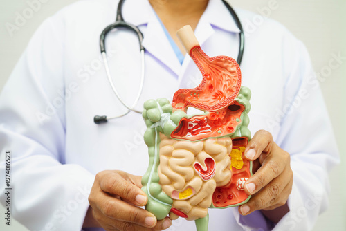 Digestive system with stomach and intestine, Asian doctor holding human anatomy model for study diagnosis and treatment in hospital.