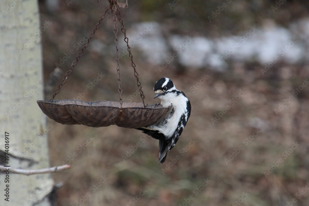 custom made wallpaper toronto digitalBird At Feeder
