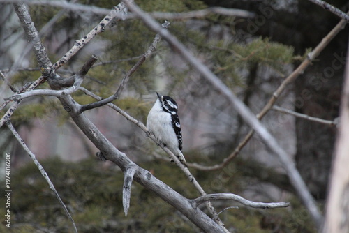 Wallpaper Mural Woodpecker Looking Up, Pylypow Wetlands, Edmonton, Alberta Torontodigital.ca